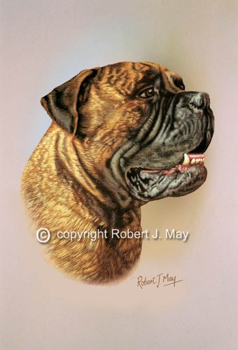 Original bullmastiff head - original,