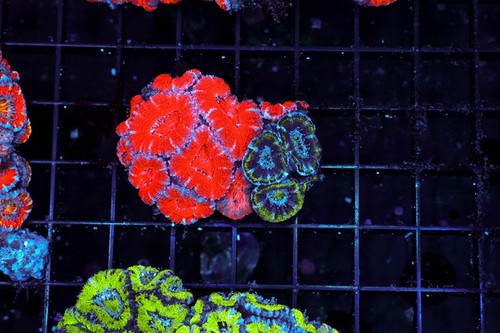 Red and green acan - and,