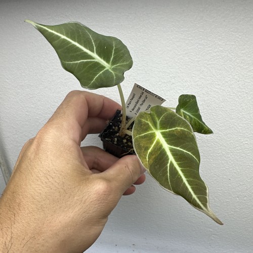 Alocasia black velvet gold - velvet,