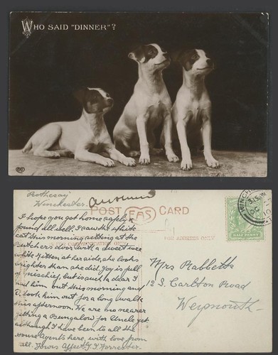 Smooth fox terriers dogs - fox,