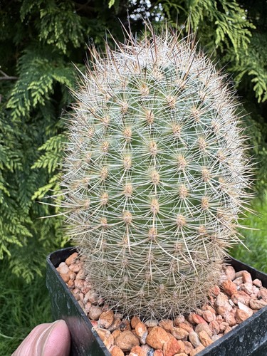 Large matucana herzogiana - matucana,