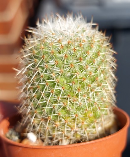 Mammillaria dealbata - mammillaria,
