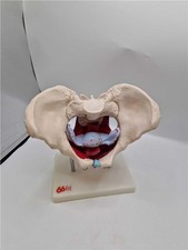 66fit™ Female Pelvic Muscle & Organ Anatomical Model - Medical Training Aid