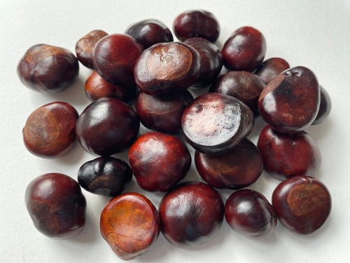 50x horse chestnuts conkers - horse,