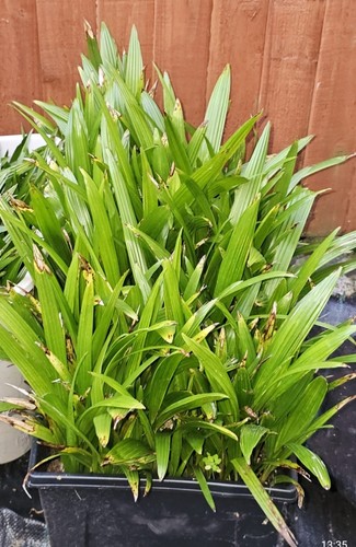 Trachycarpus fortunei - x,