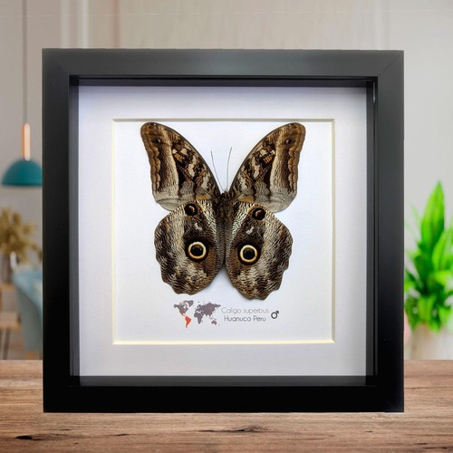 Framed taxidermy giant owl - framed,
