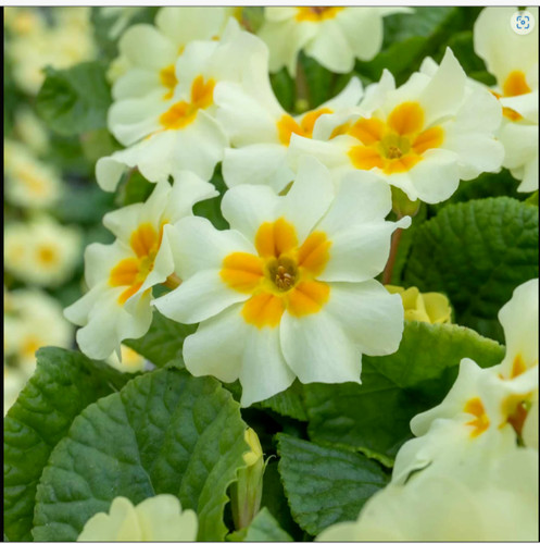 Primula vulgaris everlast wild - everlast,