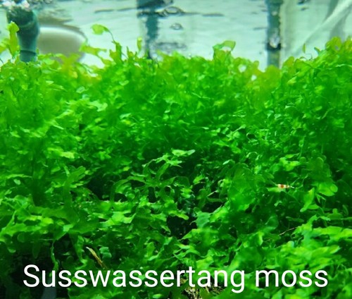 Susswassertang moss live - susswassertang,