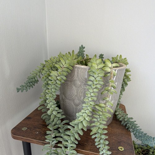 Burro tail sedum trailing - tail,