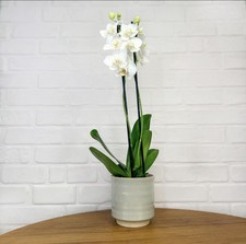 Mini Phalaenopsis White Orchid