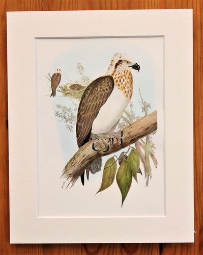 Australian osprey mounted - osprey,