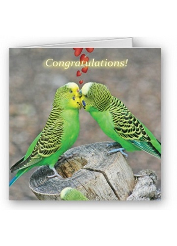 Congratulations budgie - congratulations,