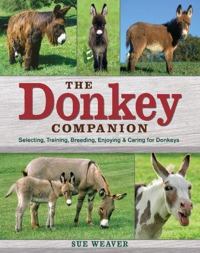 The donkey companion - donkey,