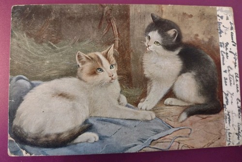 Vintage cat postcard - vintage, w
