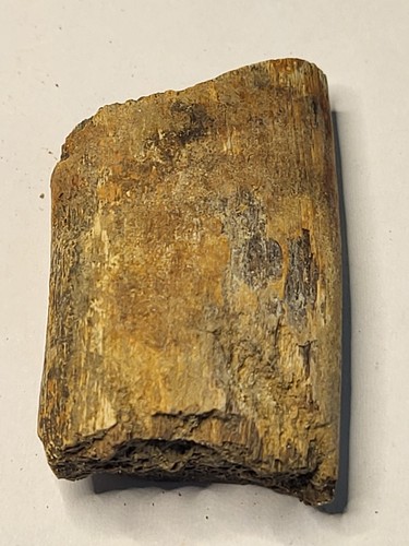 Dinosaur rib hell - dinosaur, fossil