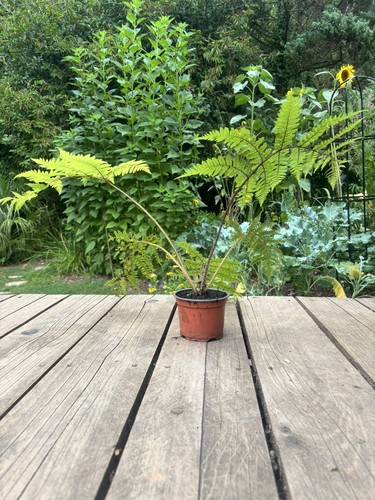 Cyathea medullaris black tree - cyathea, (black