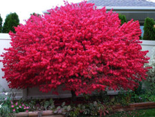 Dwarf Burning Bush plant 4"