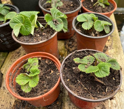 Strawberry plants bare - strawberry,