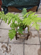 Cyathea cooperi -  Lacy Tree