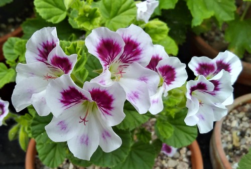 Pelargonium quantock - pelargonium, “quantock