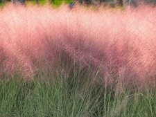 Pink Mulhy Ornamental Grass 20