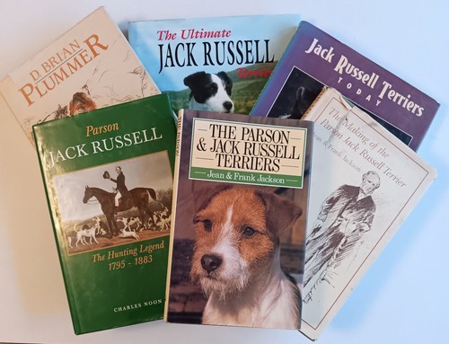 Parson jack russell terrier - jack, ~