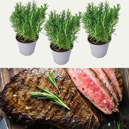 Barbeque rosemary herb - barbeque,