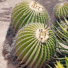 Echinocactus Platyacanthus Seeds 'Giant Barrel Cactus  5 10 or 50 Seeds