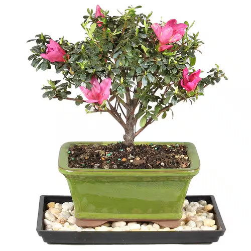 Satsuki azalea bonsai - bonsai, tree