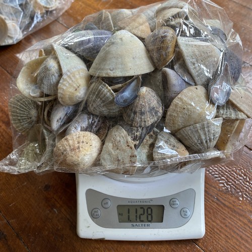 1kg sea shells - shells, lot