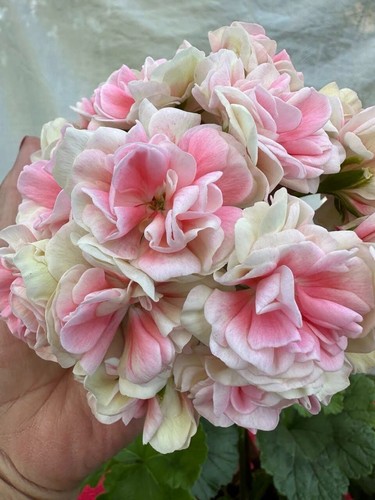 Pelargonium lia hope - pelargonium, 💫