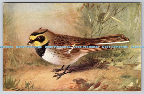R763053 shore lark - r763053,