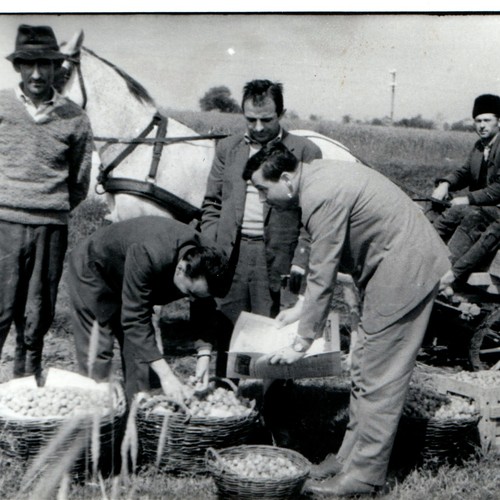 C1950s farm harvest horse - c1950s,