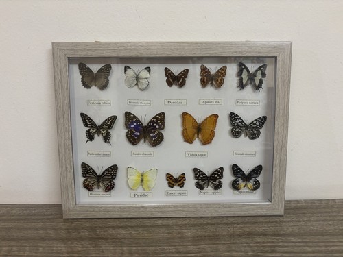 Stunning collection real - of, 14