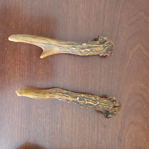 Pair roe deer antlers - deer,