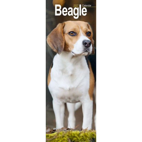 Beagle slim 2027 - beagle, calendar