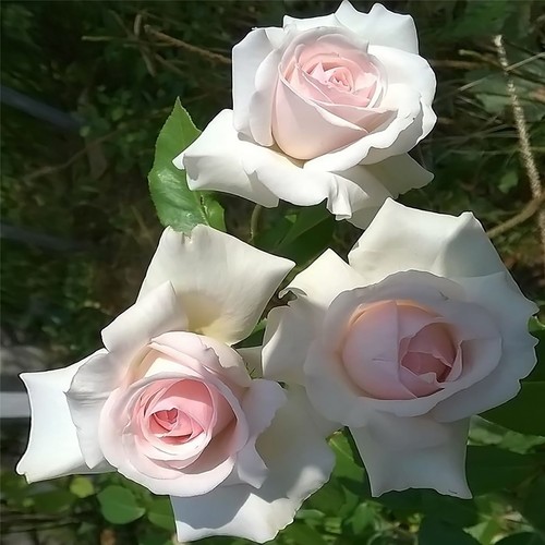 Mature english climbing rose - mature,