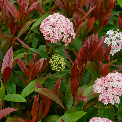 Large plant viburnum - 1,