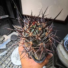 Rare Echinocereus lindsayi
