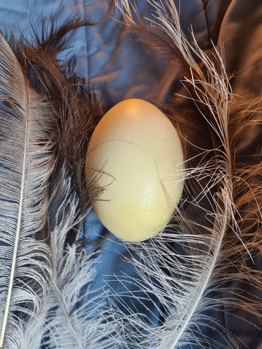 Blown rhea eggs - blown,