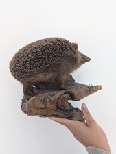 Taxidermy Hedgehog Vintage /