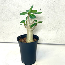 Medium Desert Rose, Adenium