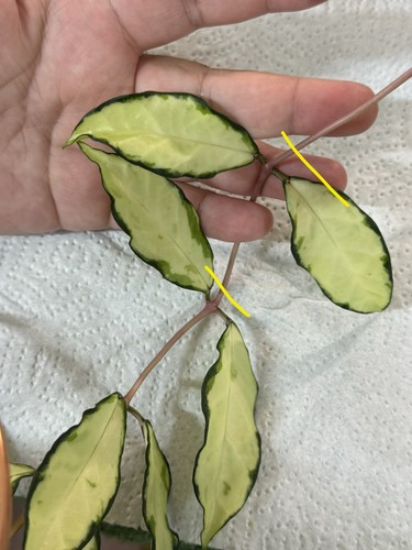 Hoya crassipetiolata inner