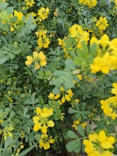 1x Coronillavalentina glauca