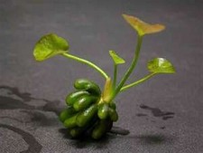 2 x NYMPHOIDES AQUATICA -