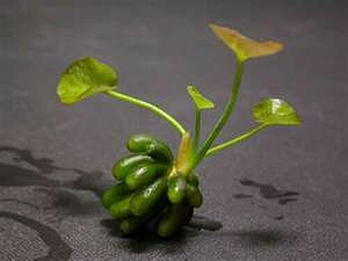 Nymphoides aquatica - aquatica,