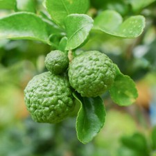Citrus tree kaffir lime - tree,,