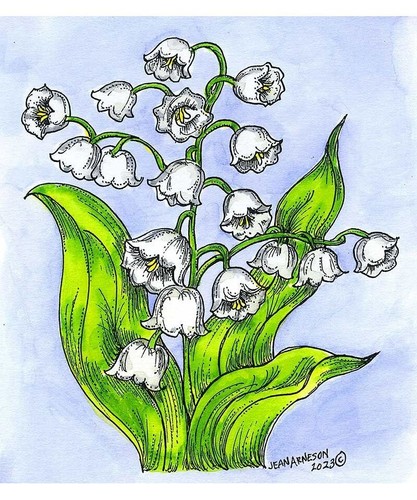 May flower lily the valley - may,