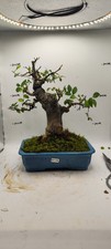 Chinese elm Bonsai