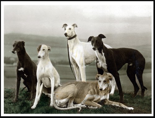 Greyhound dogs group dog print - dog,